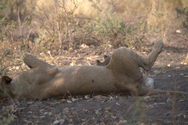 Güney Afrika 'daki Kruger Ulusal Parkı' nda Aslan