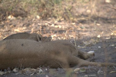 Hayvanat bahçesindeki aslan