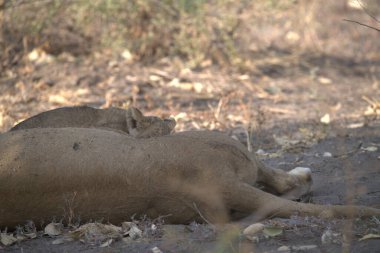 Yerde yatan genç bir aslanın yakın plan çekimi.
