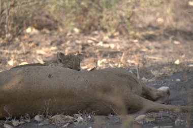 Dişi aslan kuru zeminde dinleniyor.