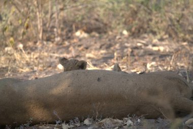 Ormandaki güzel bir kedinin yakın plan fotoğrafı.