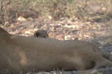 Parktaki güzel bir kedinin yakın plan fotoğrafı.