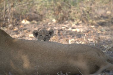 # Güzel genç aslan bozkırda #