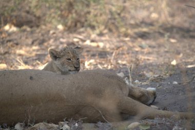 Kruger Ulusal Parkı 'ndaki aslan.