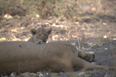 Aslan (panthera leo) Güney Afrika 'daki Kruger Ulusal Parkı' nda