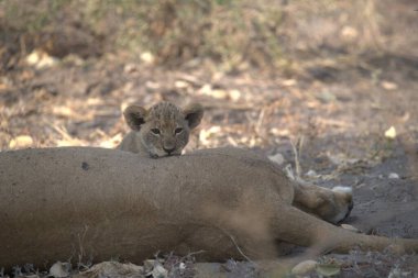 a lion cub laying in the sand in the kruger national park, south africa.