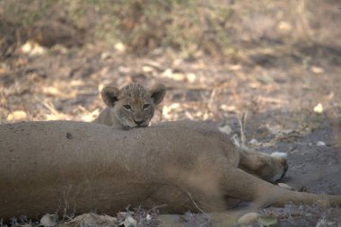 Zimbabwe savanındaki aslan.