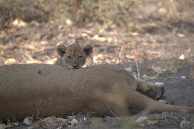 female lion laying down in the grass