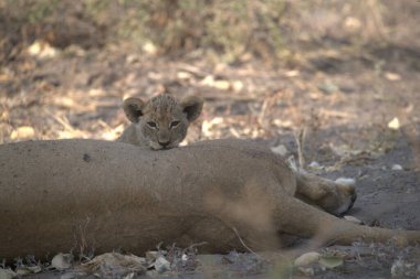 lion laying down in a dry ground