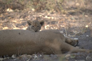lioness resting on the ground in the chobe national park, botswana.