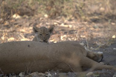 Genç dişi aslan kumda yatıyor.