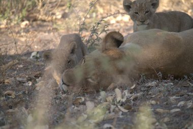 Hayvanat bahçesindeki aslanlar