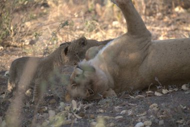 Güney Afrika 'daki Kruger Ulusal Parkı' nda aslan var..