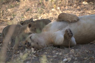 Hayvanat bahçesinde bir aslan