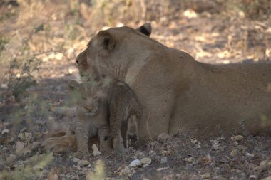 young lion in the savannah of africa