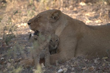 lion cub and mother with cub in the nature reserve. africa, africa, wildlife.