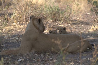 lion cub laying on ground in national park.