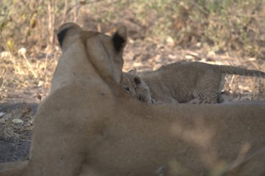 Kenya, Ulusal Park 'ta aslan