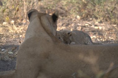 Hayvanat bahçesindeki bir aslanın yakın plan fotoğrafı.
