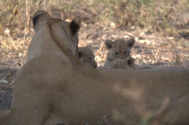 Güney Afrika 'daki Kruger Ulusal Parkı' nda oynayan aslan yavruları.