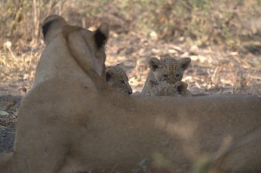 Aslan yavrusu doğada