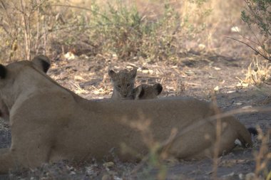 Güney Afrika 'daki Kruger Ulusal Parkı' nda aslan ailesi.
