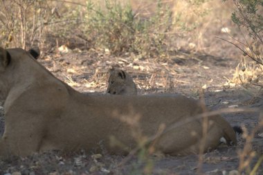 Güney Afrika 'daki Kruger Ulusal Parkı' nda aslan ailesi.