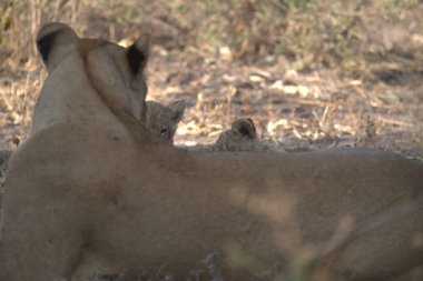 Kruger Park 'ta milyarlar.