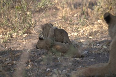 Vahşi doğada dişi aslan.