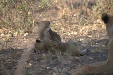 Afrika 'daki Kenya savanındaki aslanlar