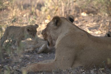 lions at the african bush in the national park