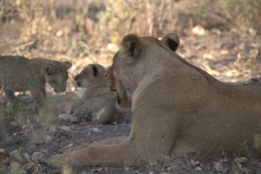 a group of lion cubs in the forest