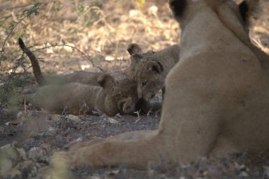 Afrika 'da aslan yavrusu