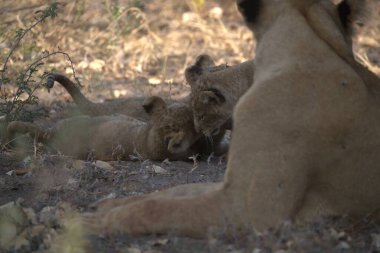 Anne ile oynarken aslan yavrusu