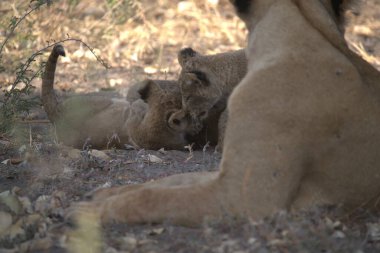 Aslan yavrusu çimlerde