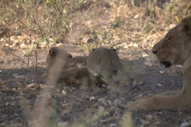 Aslan (panthera leo) vahşi doğada