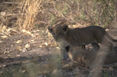 Vahşi aslan yavrusu
