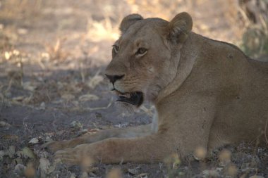 Aslan kumda yatıyor.