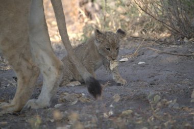 Savanada oynayan aslan yavrusu.