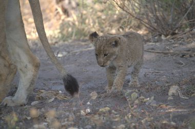 Hayvanat bahçesindeki aslan