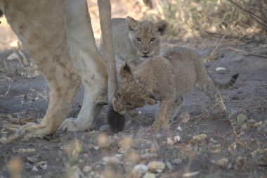 lion cubs walking in the dry grass