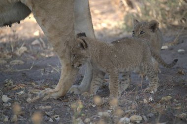 Savannah 'da aslan yavrusu