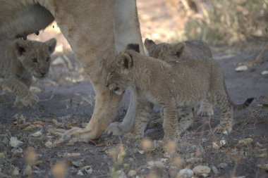 Hayvanat bahçesindeki aslan yavruları