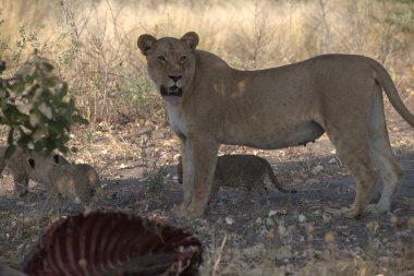Hayvanat bahçesindeki aslanlar