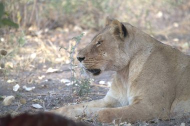 Aslan (panthera leo), Panthera leo, Güney Afrika, Kenya, Afrika