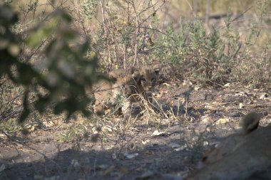 Ormanda vahşi bir kurt