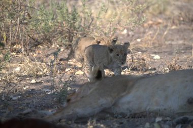 Savanadaki vahşi aslan