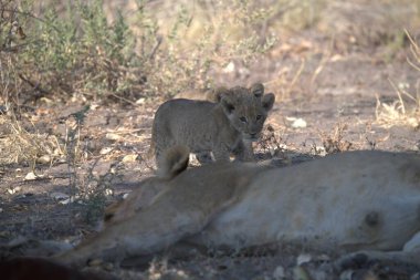 Namibya 'da aslanlar