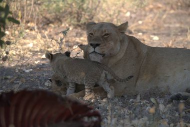 Güney Afrika 'daki doğal ortamında bir aslan yavrusu.