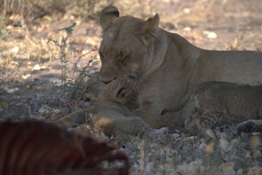 Afrika 'da, savanda aslan yavrusu